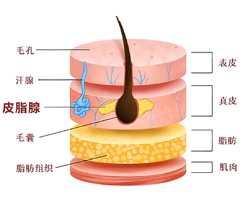 控油,體外功效,皮膚,皮脂