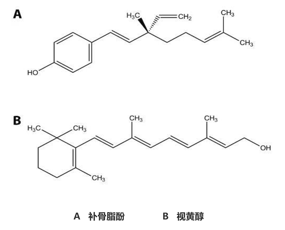 補骨脂酚,抗衰,視黃醇,修復(fù)皮膚