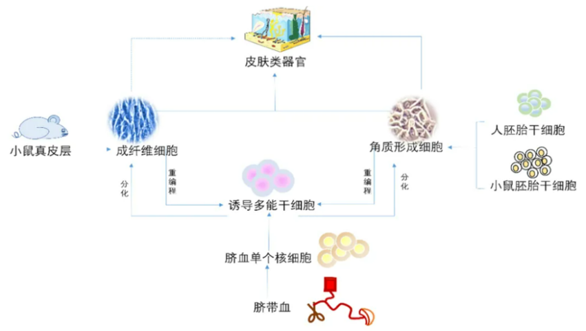 新型皮膚,芯片,化妝品安全,功效評價(jià)