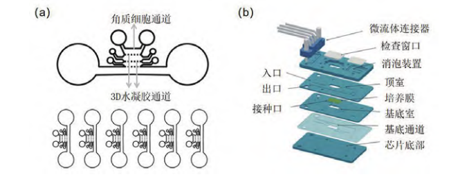 新型皮膚,芯片,化妝品安全,功效評價(jià)