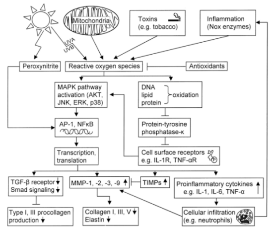 皮膚,抗衰,細(xì)胞,功效評(píng)估,去皺,抗初老,緊致