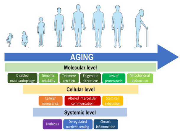 體外細胞培養(yǎng),模型,化妝品抗衰,功效評價