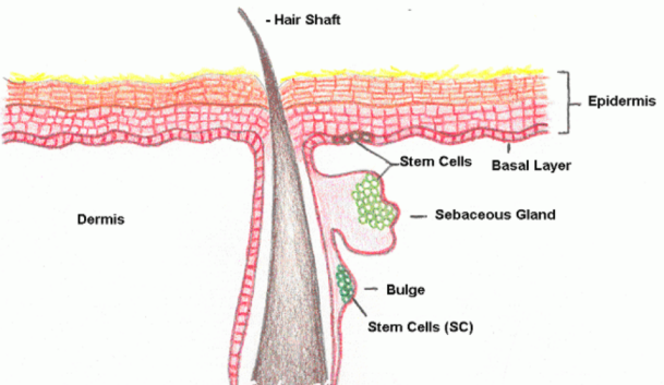 體外細胞培養(yǎng),模型,化妝品抗衰,功效評價
