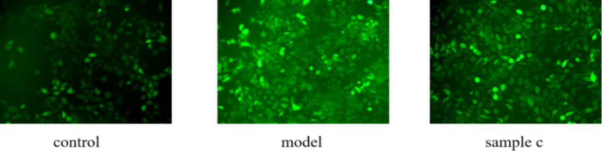 體外細胞培養(yǎng),模型,化妝品抗衰,功效評價