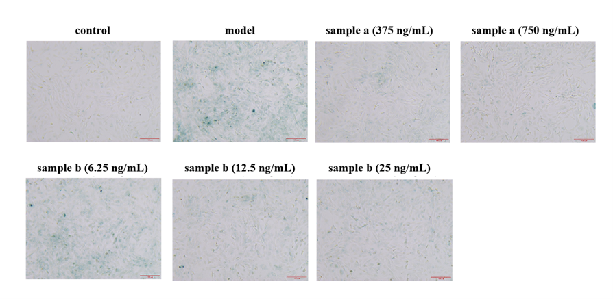 體外細胞培養(yǎng),模型,化妝品抗衰,功效評價