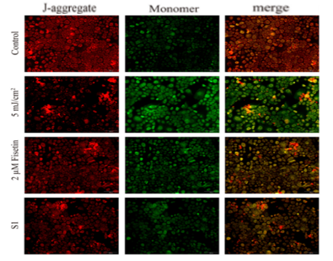 體外細胞培養(yǎng),模型,化妝品抗衰,功效評價
