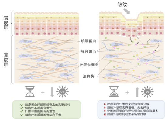 化妝,抗皺,活性物質(zhì),皺紋,玻尿酸,視黃醇