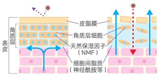 敏感肌,皮膚,敏感